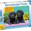 Ravensburger Puzzel 300 Stukjes Xxl Zwarte Labradors